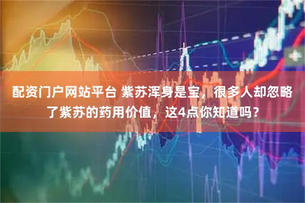 配资门户网站平台 紫苏浑身是宝，很多人却忽略了紫苏的药用价值，这4点你知道吗？